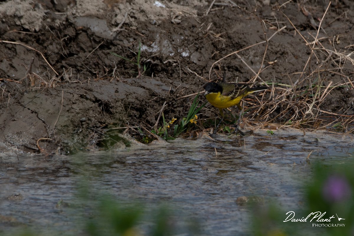 DPPhotography - Turkey - Yellow wagtail - C.jpg - Yellow wagtail, fledegg - Koprucay River, Antalya, Turkey
