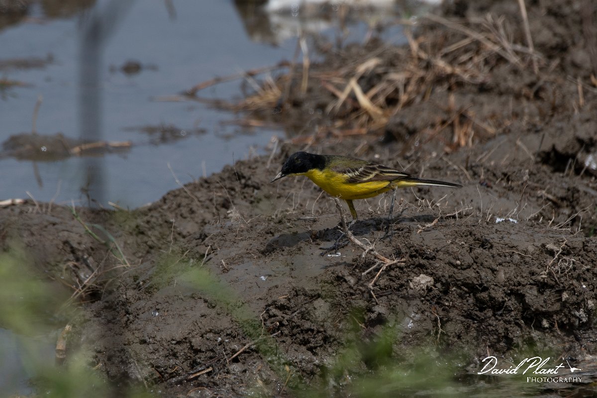 DPPhotography - Turkey - Yellow wagtail - D.jpg - Yellow wagtail, fledegg - Koprucay River, Antalya, Turkey