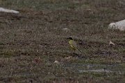 DPPhotography - Turkey - Yellow wagtail - A
