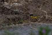 DPPhotography - Turkey - Yellow wagtail - B