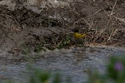 DPPhotography - Turkey - Yellow wagtail - C