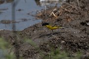 DPPhotography - Turkey - Yellow wagtail - D