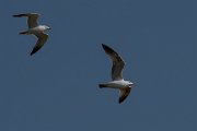 DPPhotography - Turkey - Yellow-legged gull - A