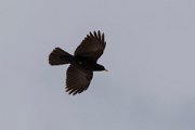 Alpine chough