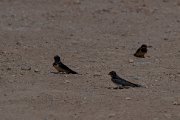Barn swallow