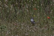 Barred warbler