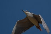 Black-crowned night-heron