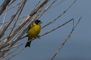 Black-headed bunting