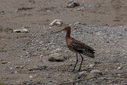Black-tailed godwit