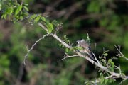 Blackcap