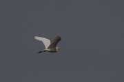 Cattle egret