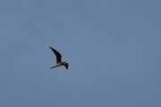 Collarded pratincole