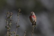 Common linnet