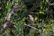 Common nightingale