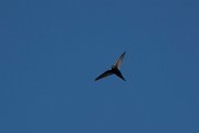 Common swift