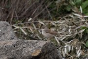 Common whitethroat