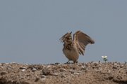 Crested lark