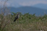 European cuckoo