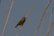 European greenfinch