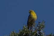 European serin