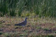 European turtle-dove