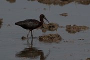 Glossy ibis