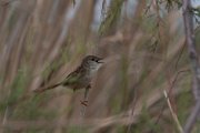 Graceful prinia