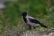 Hooded crow