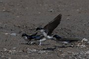 House martin