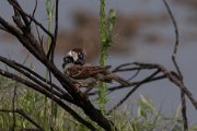 House sparrow
