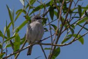 Lesser whitethroat