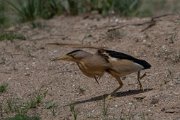 Little bittern