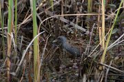 Little crake