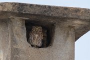 Little owl