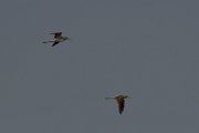 Marsh sandpiper