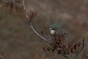 Masked shrike