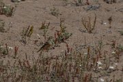 Ortolan bunting