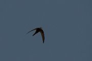 Pallid swift