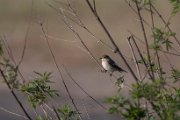 Pied flycatcher