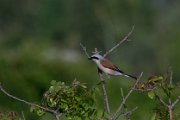Red-backed shrike