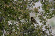 Red-fronted serin