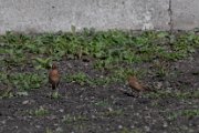 Red-throated pipit