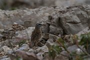 Rock bunting