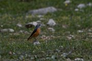 Rufous-tailed rock-thrush