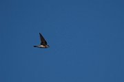 Sand martin