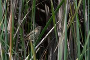 Sedge warbler