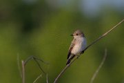 Spotted flycatcher