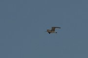 Whimbrel