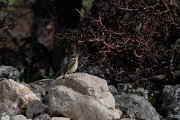 Whinchat
