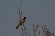 White-spectacled bulbul